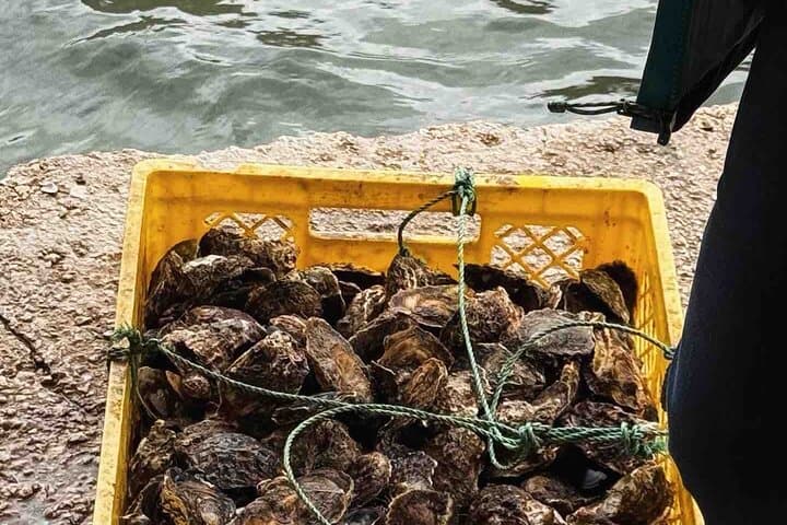 Pelješac Wine & Ston Oysters Day Trip from Dubrovnik — Rizman Winery, Pelješac Bridge & Seafood Lunch photo 6