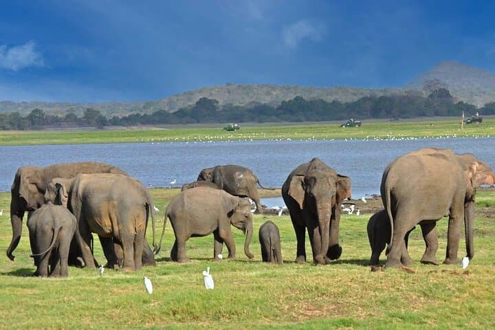 Minneriya National Park Safari from Colombo: See Sri Lanka's Great Elephant Gathering photo 3