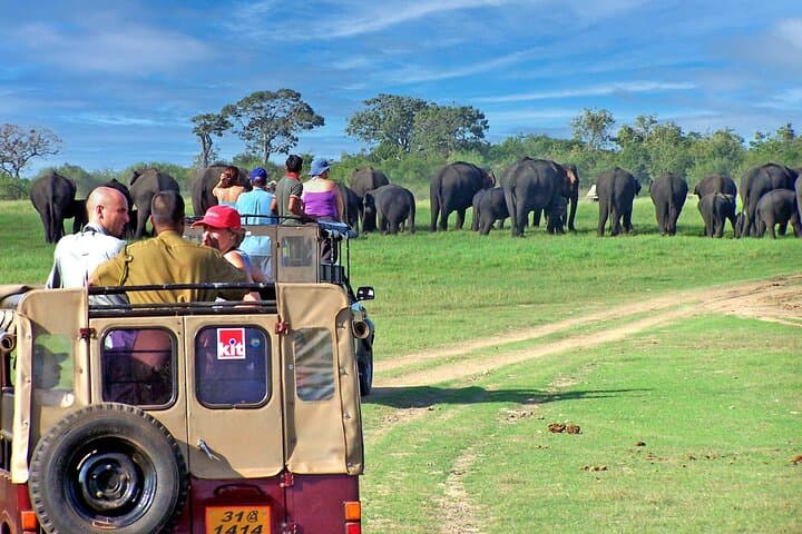 Minneriya National Park Safari from Colombo: See Sri Lanka's Great Elephant Gathering