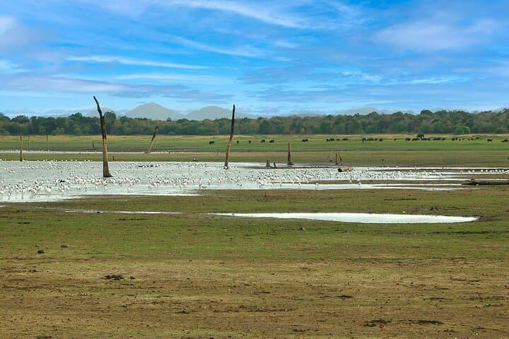 Minneriya National Park Safari from Colombo: See Sri Lanka's Great Elephant Gathering photo 4