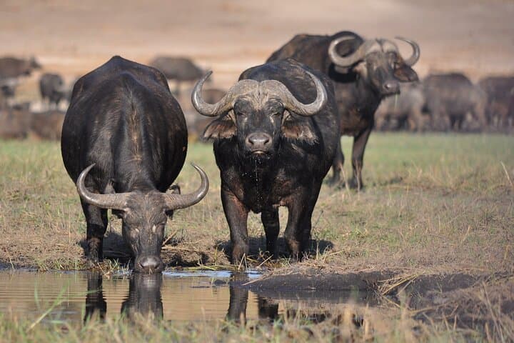 Minneriya National Park Safari from Colombo: See Sri Lanka's Great Elephant Gathering photo 5
