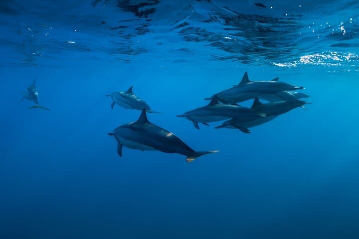 Lovina Dolphin Watching, Swimming & Snorkeling — North Bali Morning Boat Tour photo 4