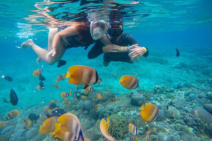 Lovina Dolphin Watching, Swimming & Snorkeling — North Bali Morning Boat Tour photo 5