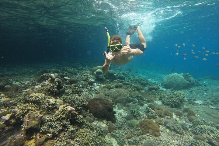 Lovina Dolphin Watching, Swimming & Snorkeling — North Bali Morning Boat Tour photo 6