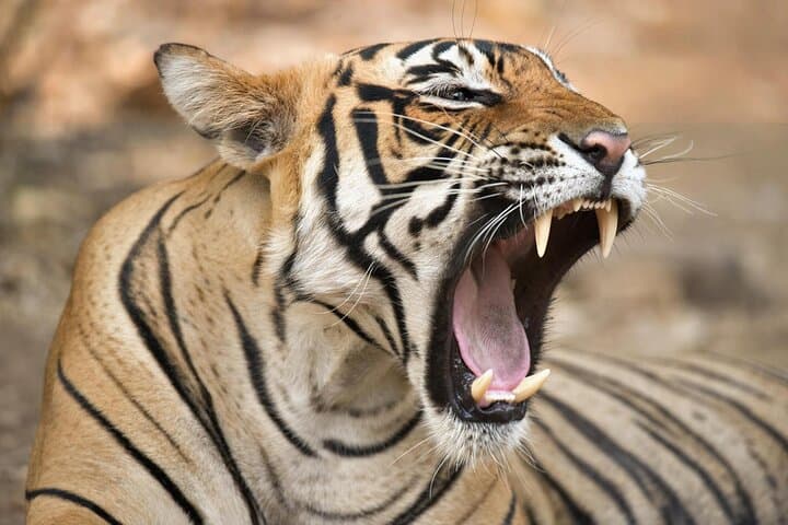 2-Day Private Ranthambore Tiger Safari from Jaipur
