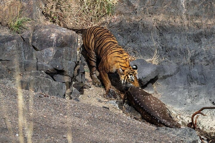 2-Day Private Ranthambore Tiger Safari from Jaipur photo 2