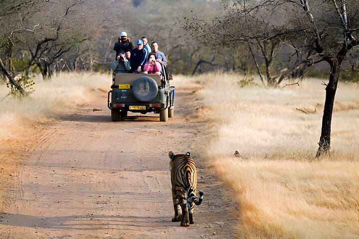 2-Day Private Ranthambore Tiger Safari from Jaipur photo 3