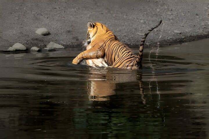 2-Day Private Ranthambore Tiger Safari from Jaipur photo 4