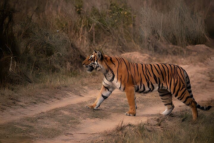 2-Day Private Ranthambore Tiger Safari from Jaipur photo 5
