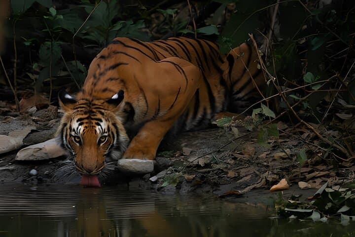 2-Day Private Ranthambore Tiger Safari from Jaipur photo 6
