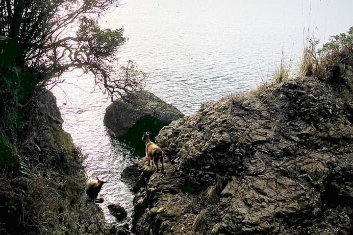 Portofino to San Fruttuoso: Coastal Hike Through Portofino Natural Park photo 3