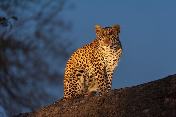 6-Day Cape Town, Victoria Falls & Chobe Safari: Devil's Pool, Winelands & Zambezi Cruise photo 2