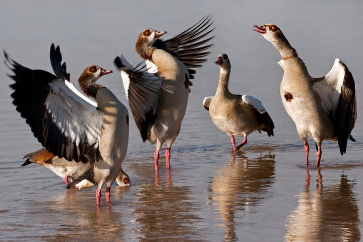 6-Day Cape Town, Victoria Falls & Chobe Safari: Devil's Pool, Winelands & Zambezi Cruise photo 5