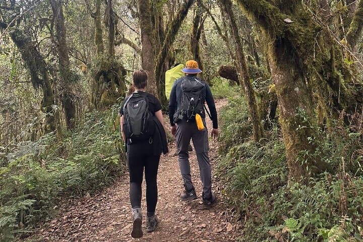 Private One-Day Trek to Mount Kilimanjaro: Mandara Hut & Maundi Crater Day Hike