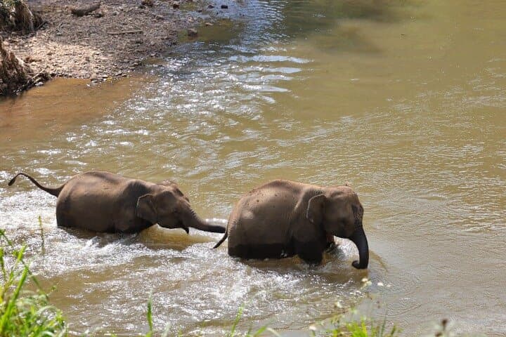 Doi Inthanon Day Tour: Ethical Elephant Sanctuary, Summit Pagodas & Pha Dok Saew Trek photo 4