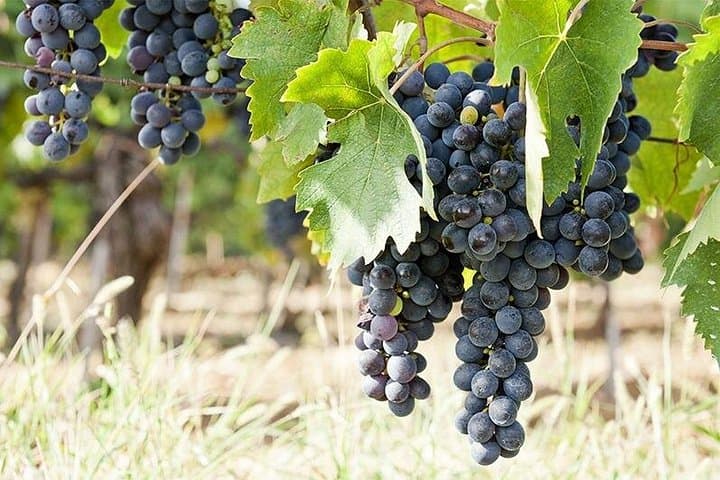 Florence Countryside Half-Day E‑Bike Tour with Farm Lunch & Wine Tasting photo 4