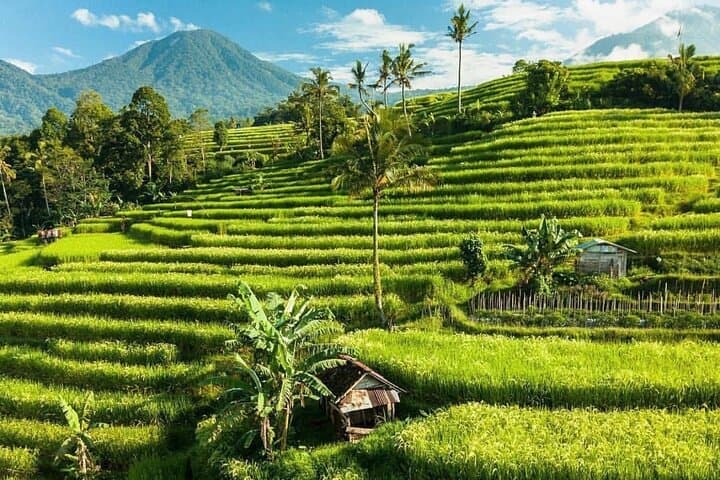 Northern Bali Private Day Trip: Tanah Lot, Jatiluwih & Ulun Danu photo 5