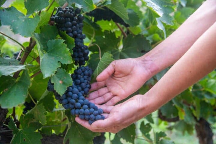 Cafayate Wine Trail: High-Altitude Vineyards and the Route 68 Gorge photo 3