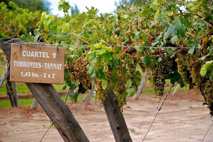 Cafayate Wine Trail: High-Altitude Vineyards and the Route 68 Gorge photo 6