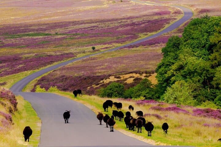 North York Moors Steam Train Day Trip to Whitby from London photo 3