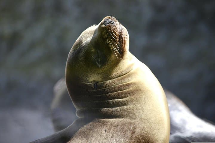 Ballestas Islands Boat Tour from Paracas — 2-Hour Wildlife Cruise photo 4