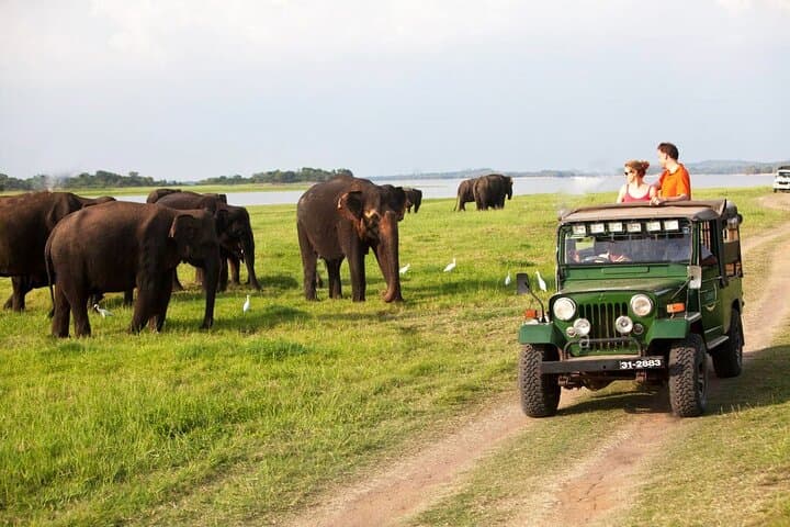 Sigiriya Rock and Minneriya Jeep Safari from Trincomalee — Private Day Tour
