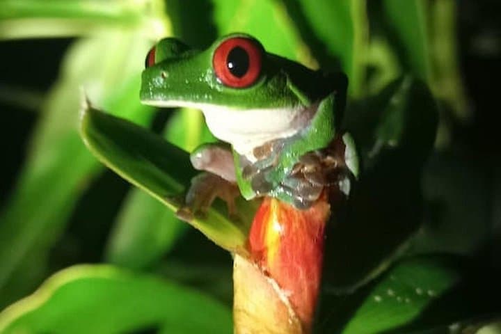 Osa Jungle Private Adventure: 4‑Hour Guided Wildlife Tour in Costa Rica photo 1