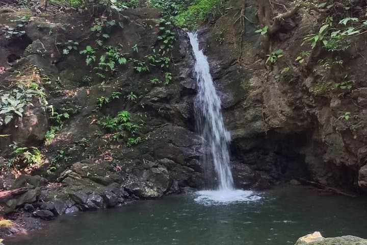 Osa Jungle Private Adventure: 4‑Hour Guided Wildlife Tour in Costa Rica photo 2