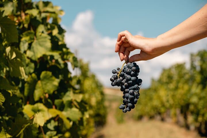 Private Tasting Expedition in Dealu Mare — Wine Route Day Trip from Bucharest photo 6
