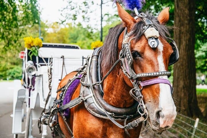 Classic Central Park Horse Carriage Ride — 40-Minute Guided Tour of NYC's Iconic Park photo 2