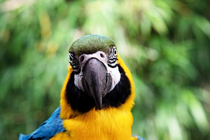 Temaikèn Biopark Day Trip from Buenos Aires — Transfer, Tickets & Wildlife Encounters photo 3