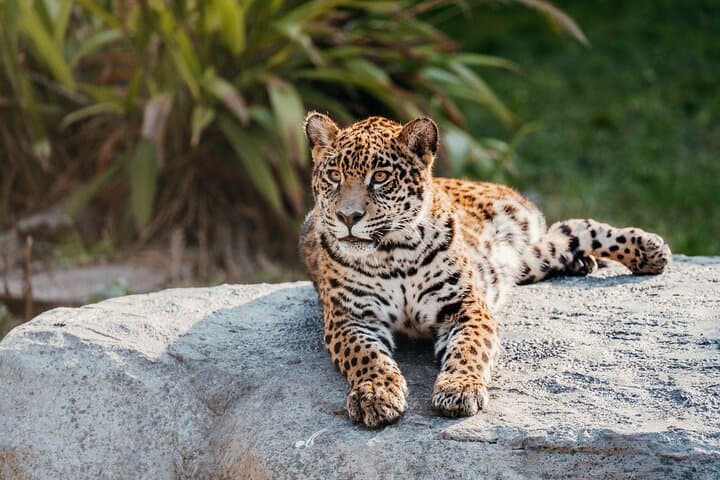 Temaikèn Biopark Day Trip from Buenos Aires — Transfer, Tickets & Wildlife Encounters photo 2