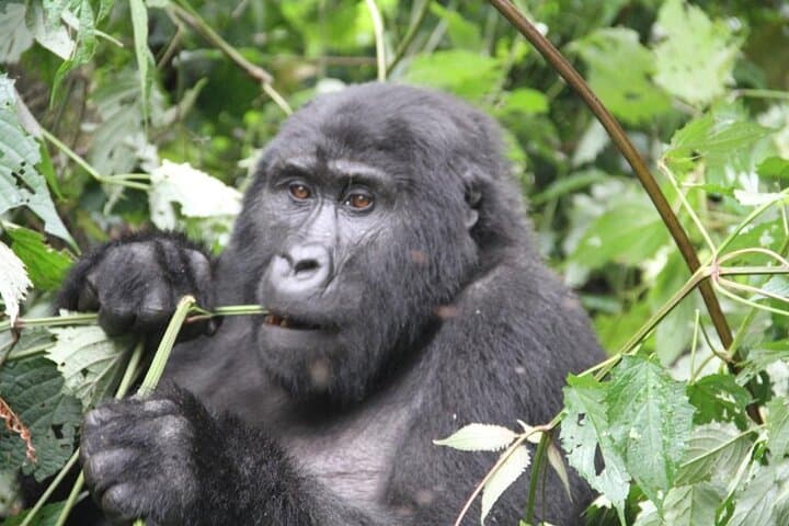 4-Day Volcanoes & Bwindi Gorilla Trek: Golden Monkeys, Lake Bunyonyi