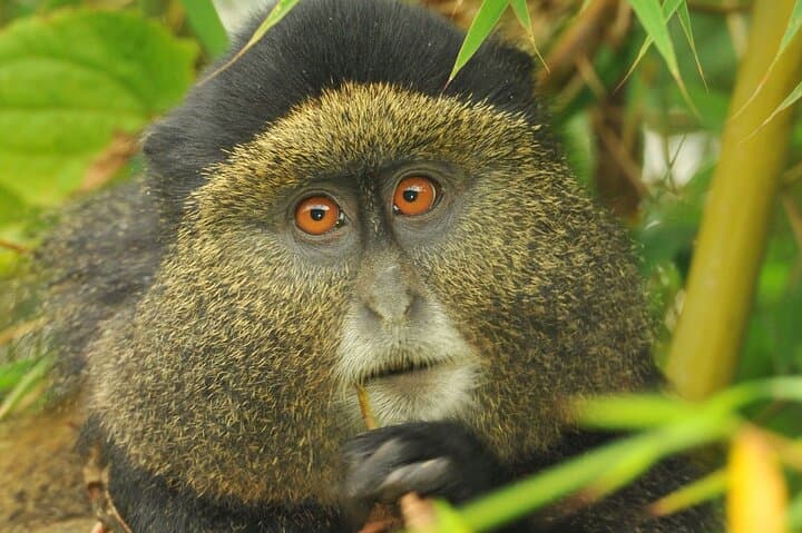 3-Day Bwindi Gorilla Trek & Volcanoes Golden Monkey Safari photo 3
