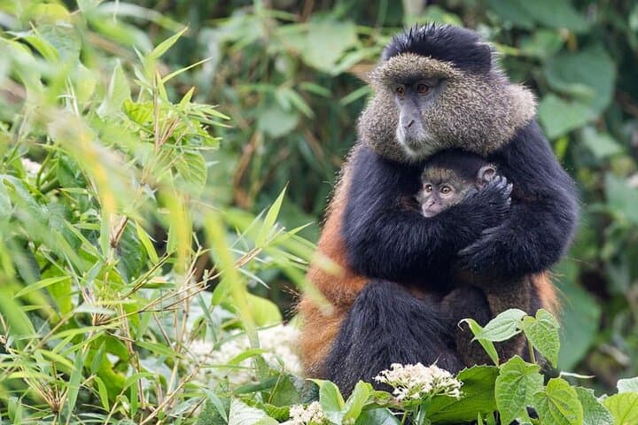4-Day Volcanoes & Bwindi Gorilla Trek: Golden Monkeys, Lake Bunyonyi photo 3
