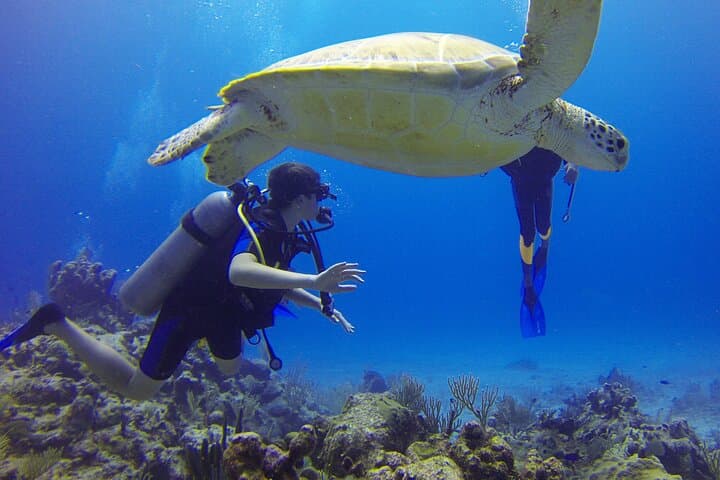 Scuba Diving in Paracas: Discover Sea Lions, Penguins & Coastal Reefs photo 1