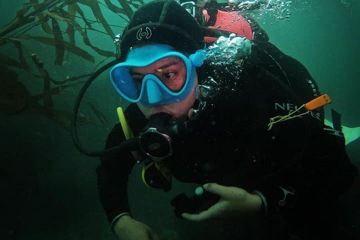 Scuba Diving in Paracas: Discover Sea Lions, Penguins & Coastal Reefs photo 3