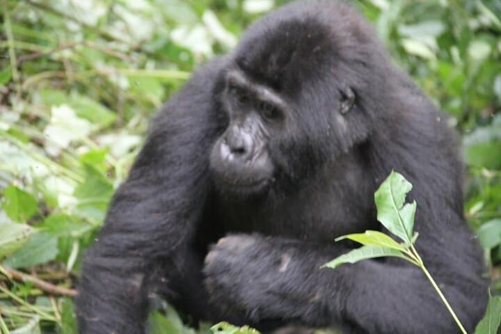 4-Day Mount Bisoke Hike & Bwindi Gorilla Trekking Adventure photo 3