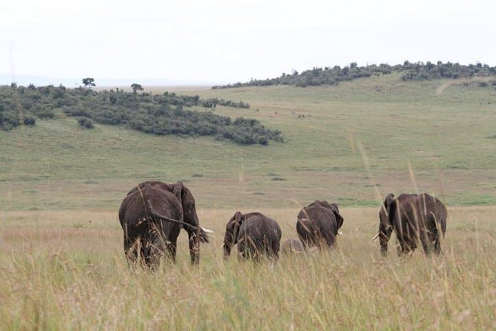 4-Day Golden Monkeys, Bwindi Gorillas & Chimps Trek: Volcanoes to Queen Elizabeth photo 3