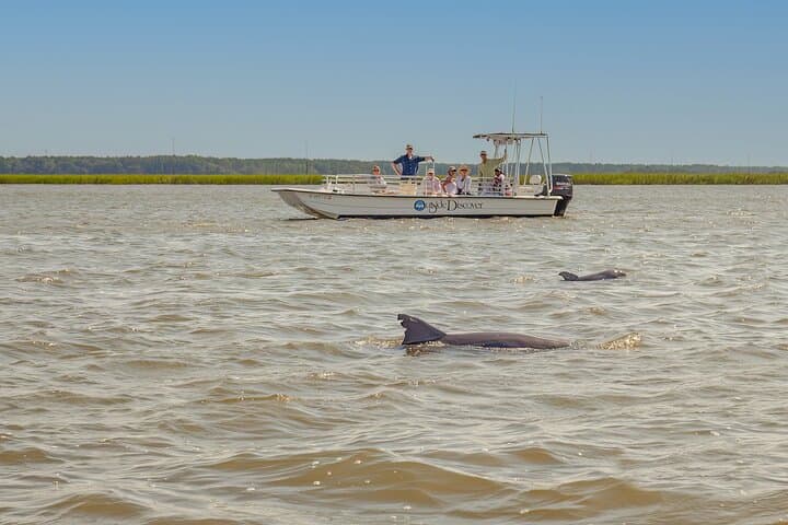 Hilton Head 90‑Minute Dolphin and Nature Cruise on Broad Creek photo 6