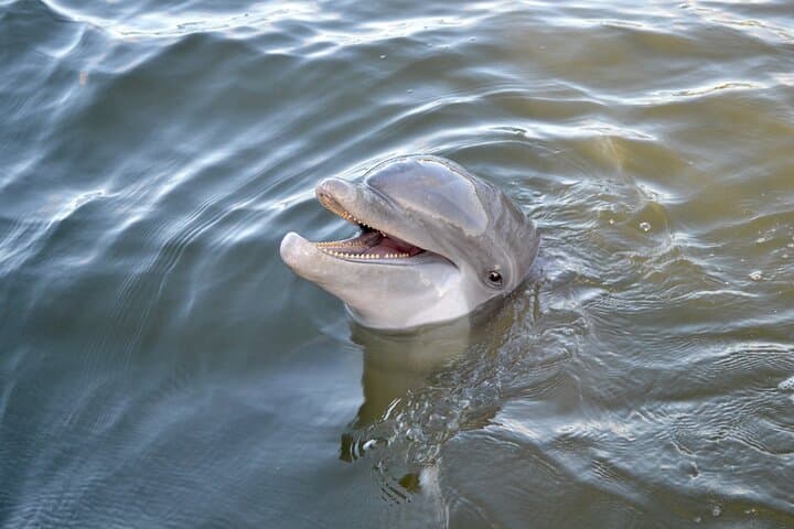 Hilton Head 90‑Minute Dolphin and Nature Cruise on Broad Creek photo 3