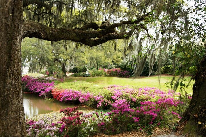 Middleton Place Guided Tour with Lunch and Roundtrip Transport from Charleston photo 3