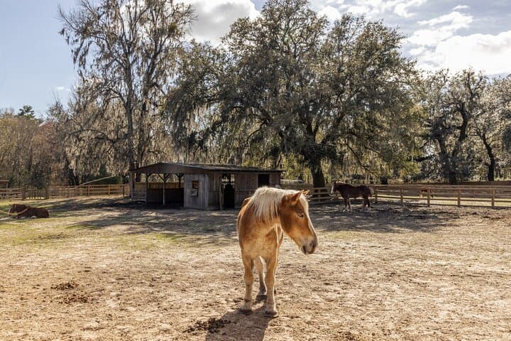 Middleton Place Guided Tour with Lunch and Roundtrip Transport from Charleston photo 5