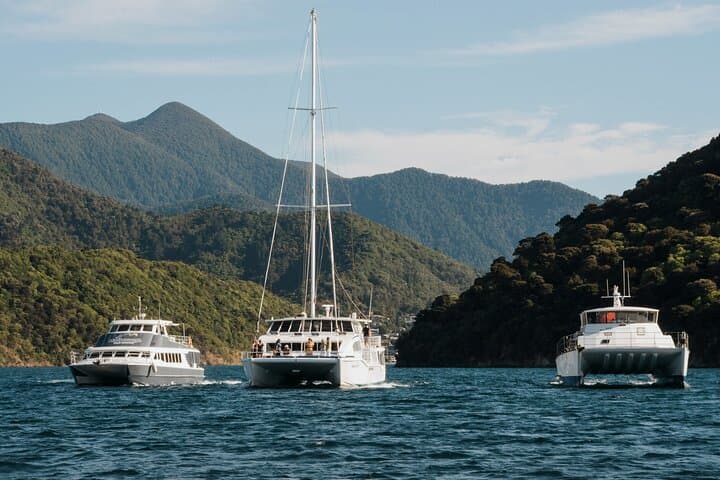 Seafood Odyssea: Marlborough Sounds Cruise from Picton — Salmon & Greenshell Mussel Tasting photo 3