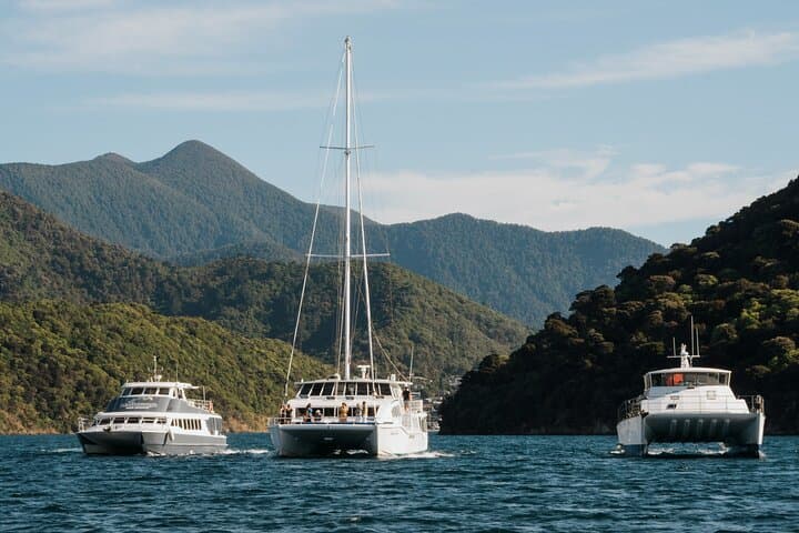 Marlborough Sounds Greenshell Mussel Tasting Cruise: Picton Half-Day Seafood Experience photo 4