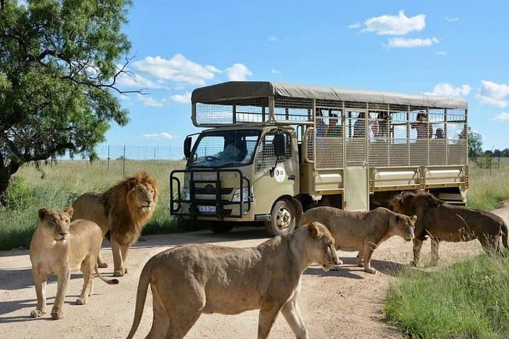 Open-Top Game Drive at Lion & Safari Park — Short Safari from Johannesburg