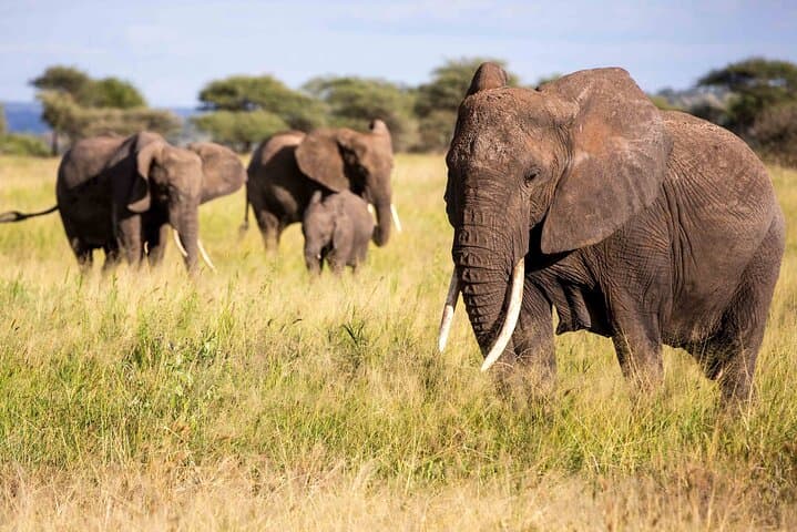 6-Day Camping Safari: Amboseli, Lake Nakuru & Masai Mara Small-Group Tour photo 4
