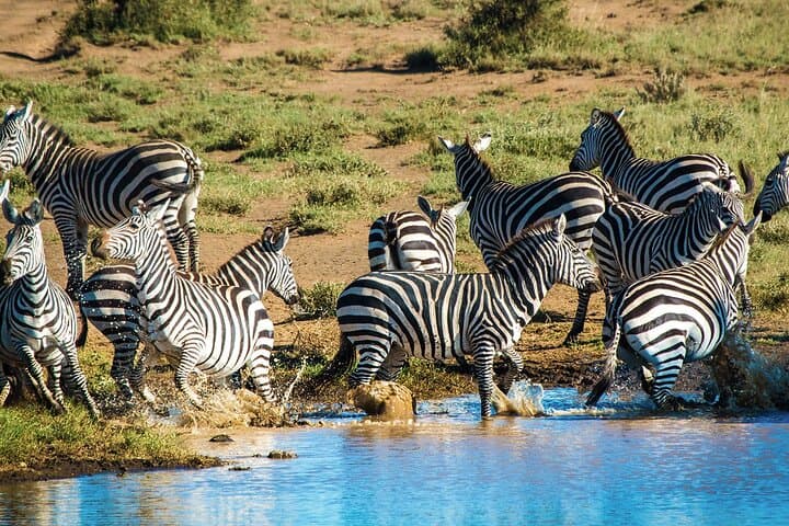 6-Day Camping Safari: Amboseli, Lake Nakuru & Masai Mara Small-Group Tour photo 5