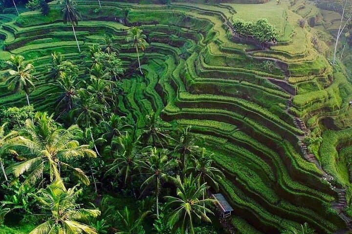 Full-Day Ubud Tour: Monkey Forest, Tegallalang Rice Terraces & Kanto Lampo Waterfall photo 5