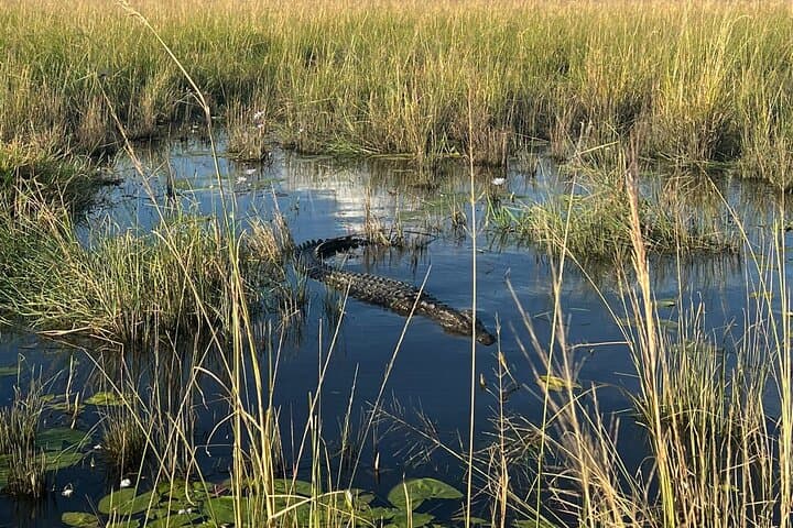 Chobe Day Trip from Victoria Falls — Boat Cruise & Afternoon Game Drive in Chobe National Park photo 2
